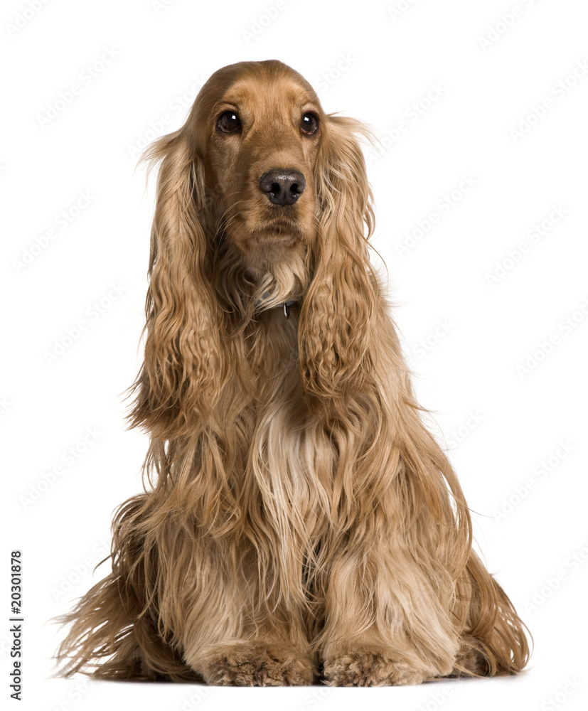 Cocker Spaniel sitting in front of white background