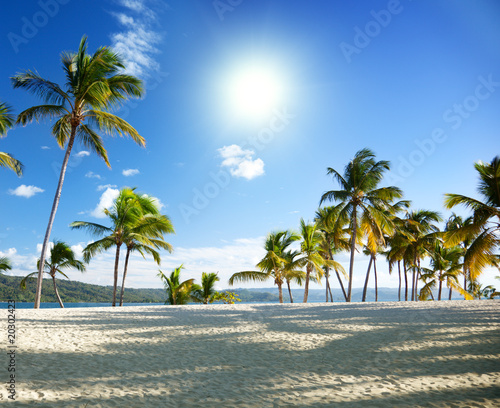 caribbean sea and palm