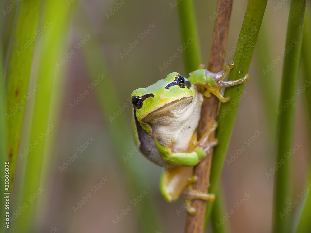 Obraz premium Small frog