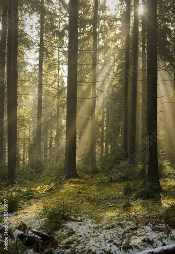 Sun light shining through the trees. Carpathians wood. © Panama