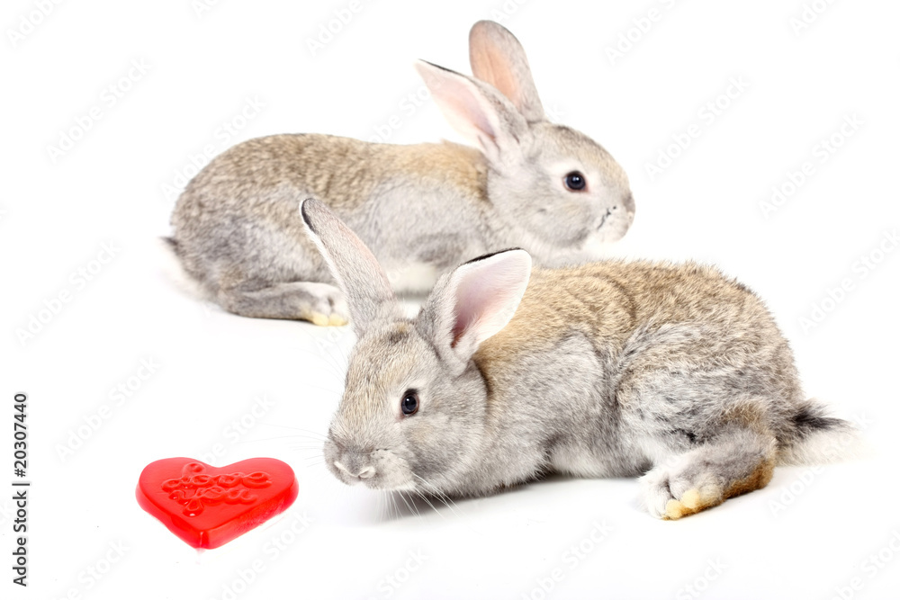 Naklejka premium Curious young rabbits