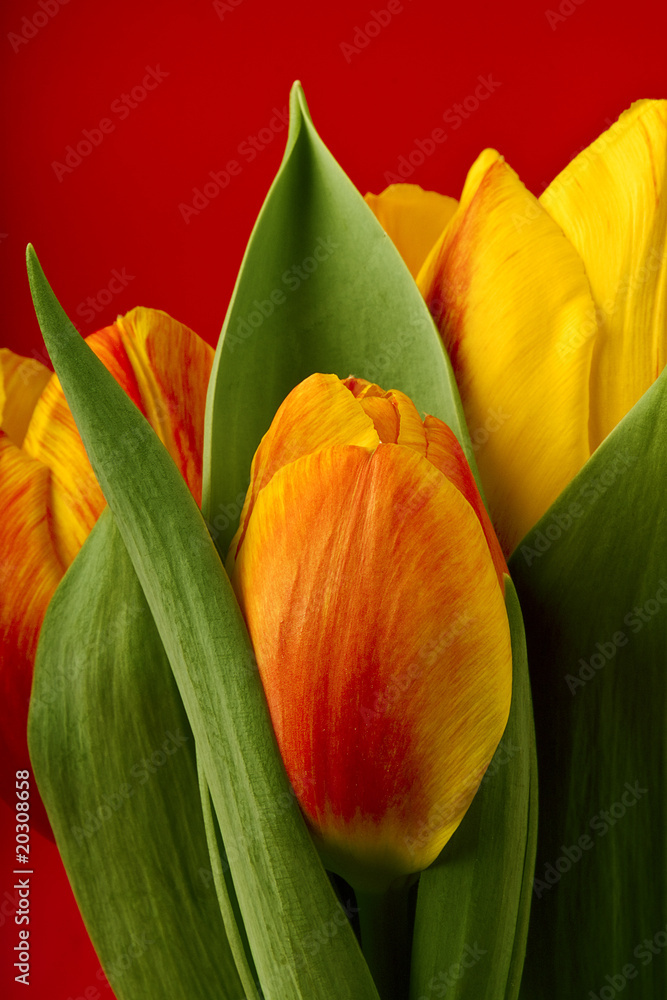 Naklejka premium Frühlingsboten Tulpen