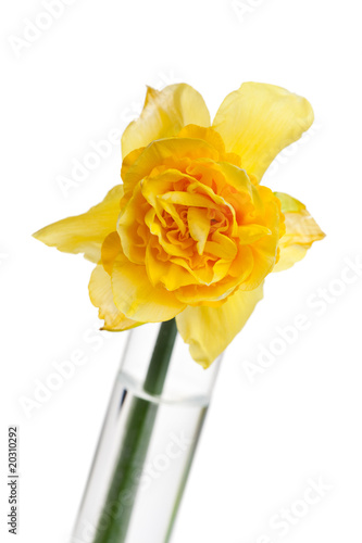 Fototapeta Naklejka Na Ścianę i Meble -  einzelne gelbe Narzissen in einer Glasvase