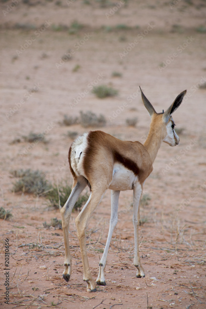 Baby Springbok in the Kalahari desert Baby Springbok in the Kalahari desert