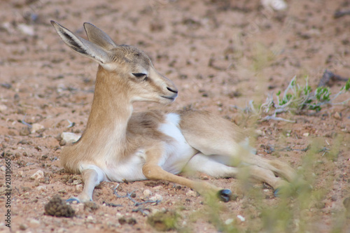 Baby Springbok in the Kalahari desert