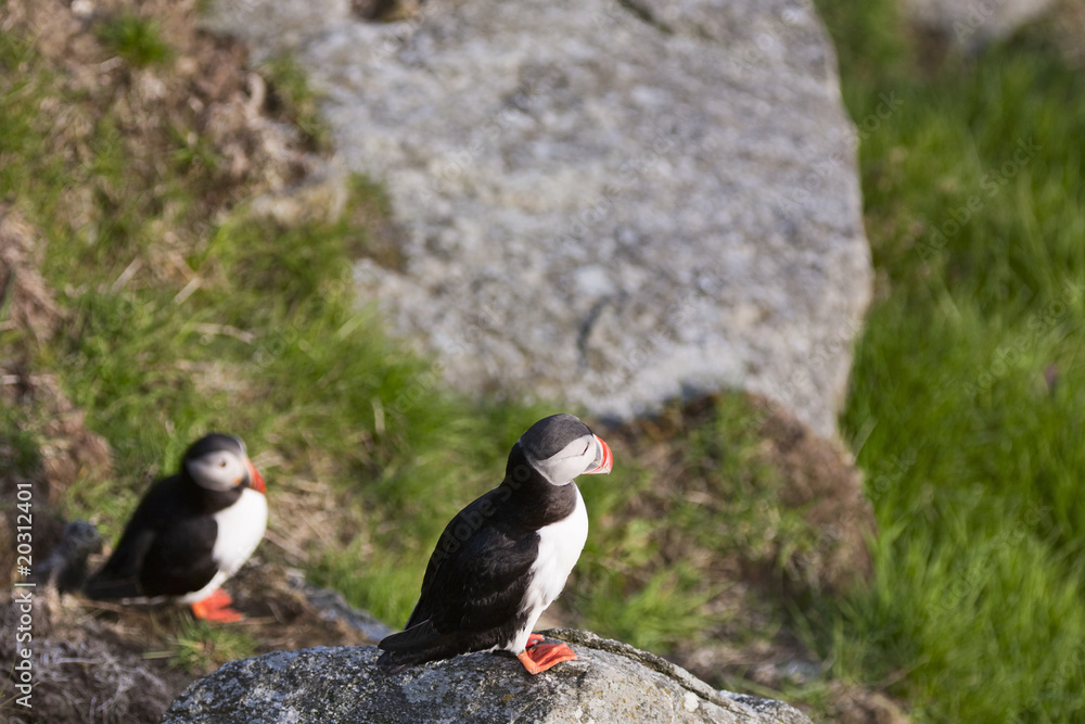 Fototapeta premium Atlantic Puffin