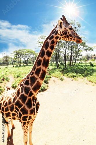 Girafe