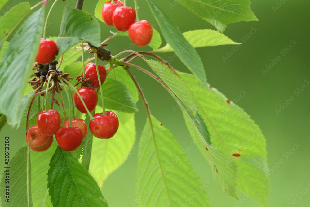 red cherries background red cherries background