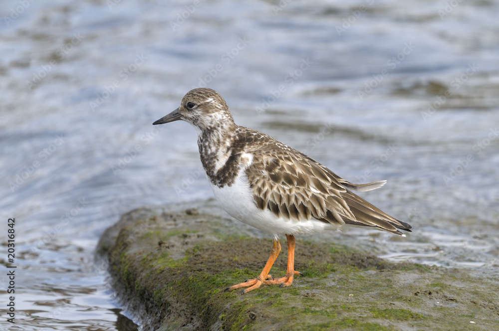 arenaria interpres, ruddy turnstone arenaria interpres, ruddy turnstone
