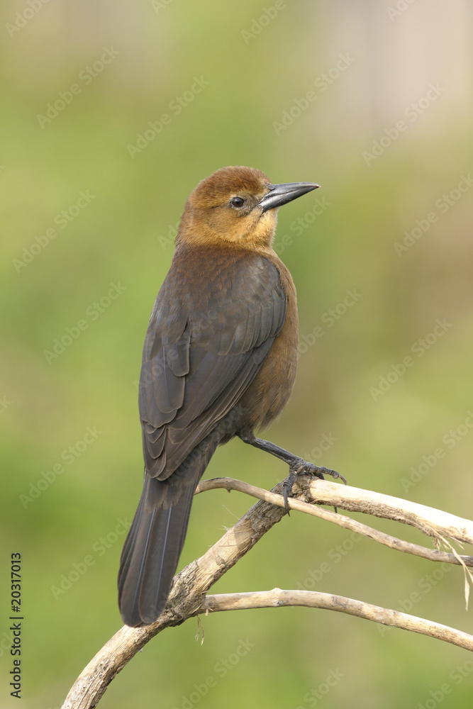 boat-tailed grackle, quiscalus major boat-tailed grackle, quiscalus major