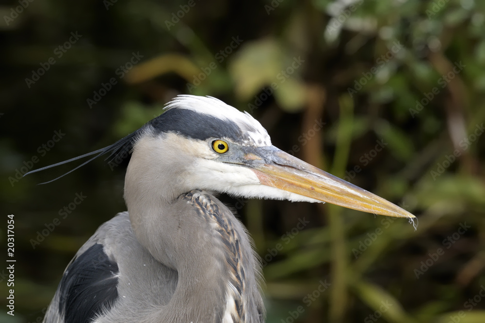 great blue heron, ardea herodias great blue heron, ardea herodias