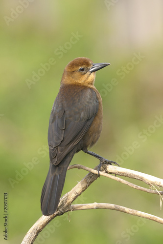 boat-tailed grackle, quiscalus major