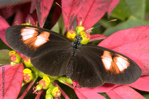 heliconius melpomene plesseni photo