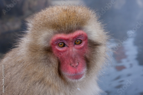 Japanese snow monkey