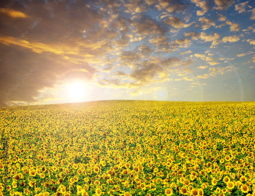 Obraz premium sunflower field