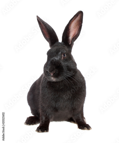 black rabbit, isolated.