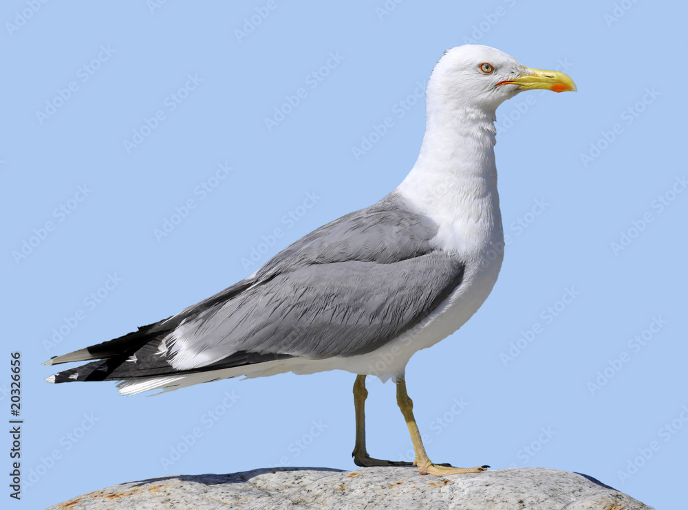 Fototapeta premium Goéland leucophée sur un rocher isolé sur fond bleu