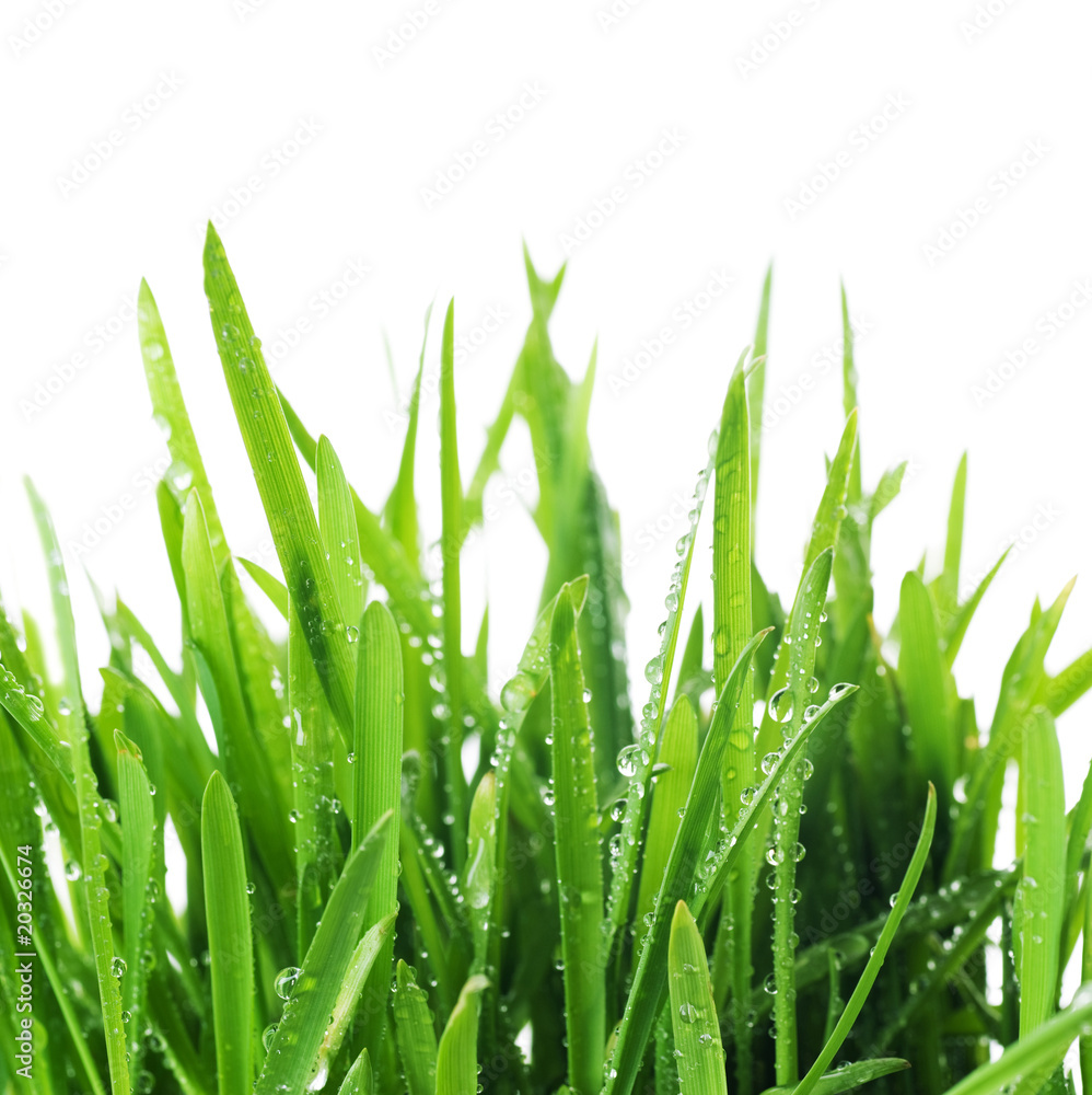 Naklejka premium Fresh Green Grass Border.Isolated on white