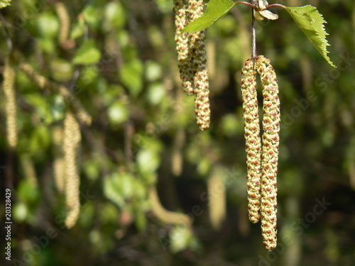 Blossoms of birch (catkins)