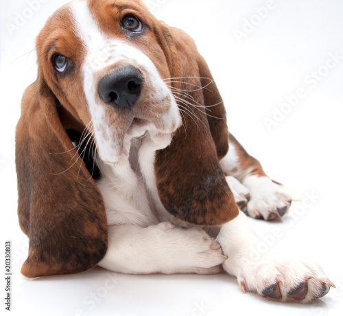 basset hound puppy closeup
