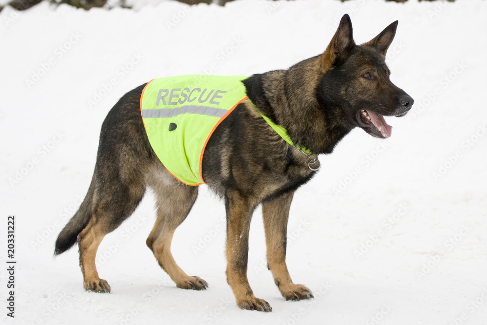 Naklejka premium german sheepdog from rescue team