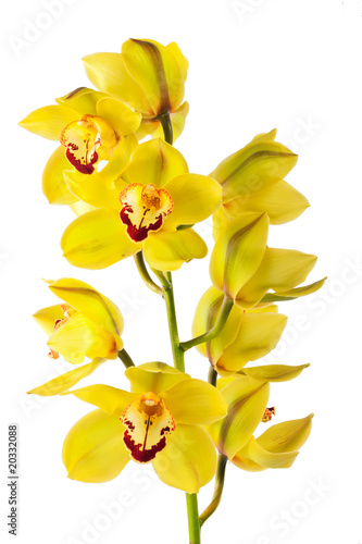 yellow orchid isolated