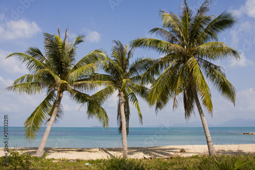 Tropical beach with a beautiful palm tree © OlegD