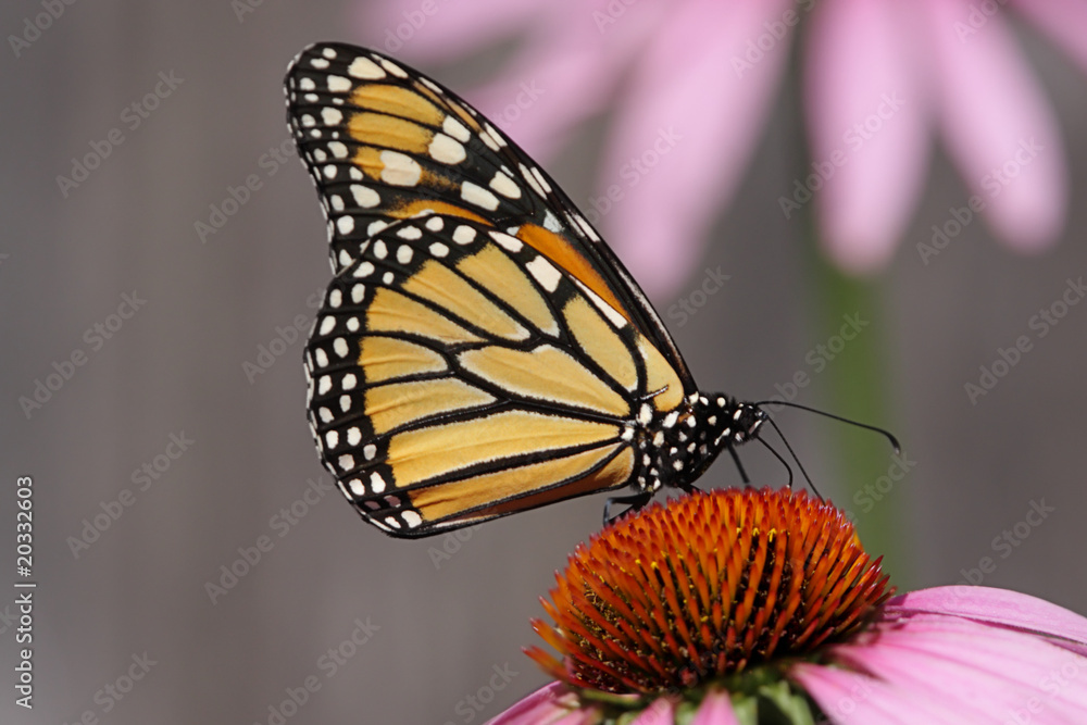 Fototapeta premium Monarch Butterfly (danaus plexippus)