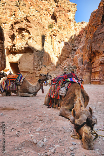 Popular Transportation - camels. Petra. Jordan
