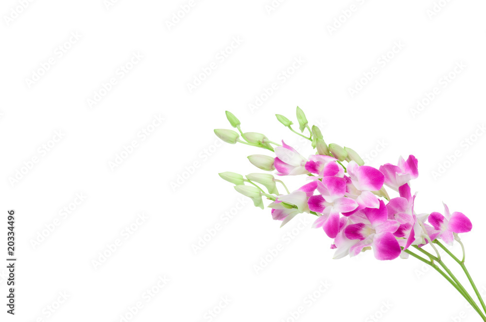 Beautiful Orchid isolated on white background Beautiful Orchid isolated on white background