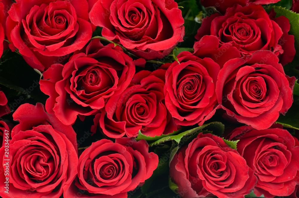 Red roses Red roses
