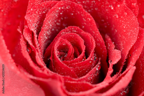 Macro photo of red rose with water drops