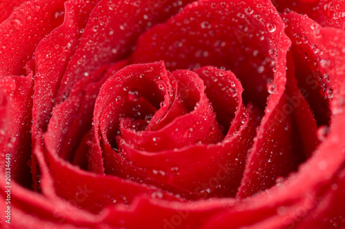 Fototapeta Naklejka Na Ścianę i Meble -  Macro photo of red rose with water drops