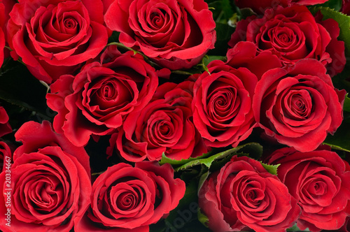 Red roses #20334667