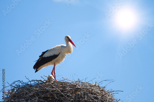stork in a nest, blue sky with sun in background.
