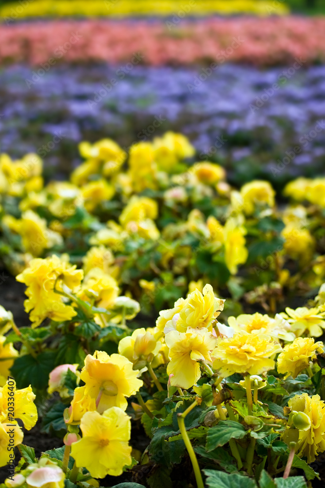 Flowers Flowers