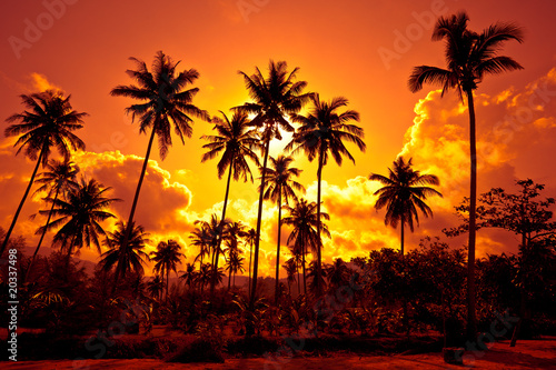 Coconut palms on sand beach in tropic on sunset