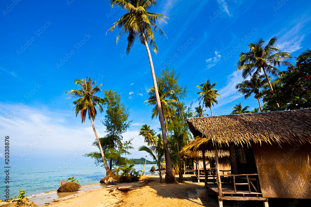 Obraz premium Coconut palms on tropic coast