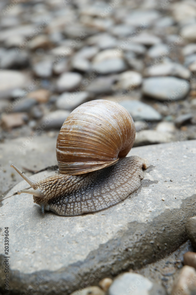 Snail on the stone