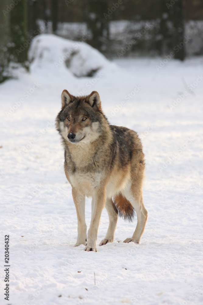 Fototapeta premium canis lupus wolf