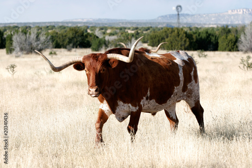 Fototapeta Naklejka Na Ścianę i Meble -  portrait of a longhorn cow in new mexico