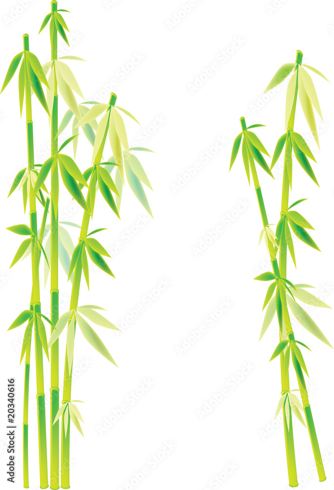 Obraz premium bamboo