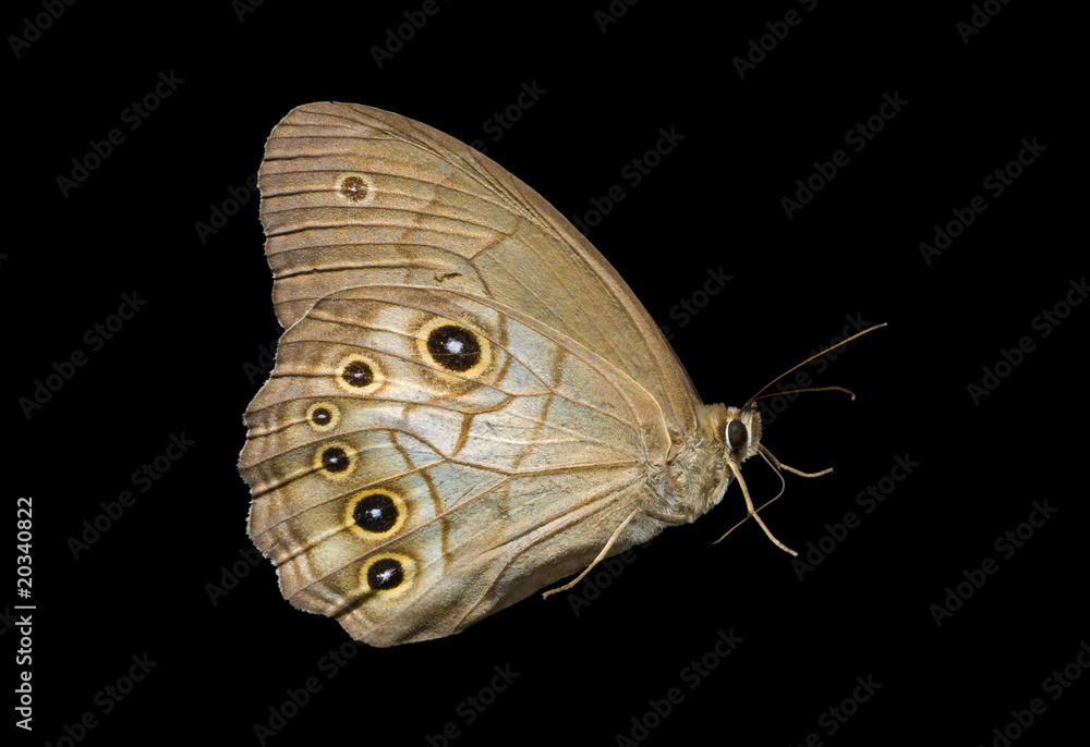 Obraz premium Butterfly (Lethe epimenides) 2