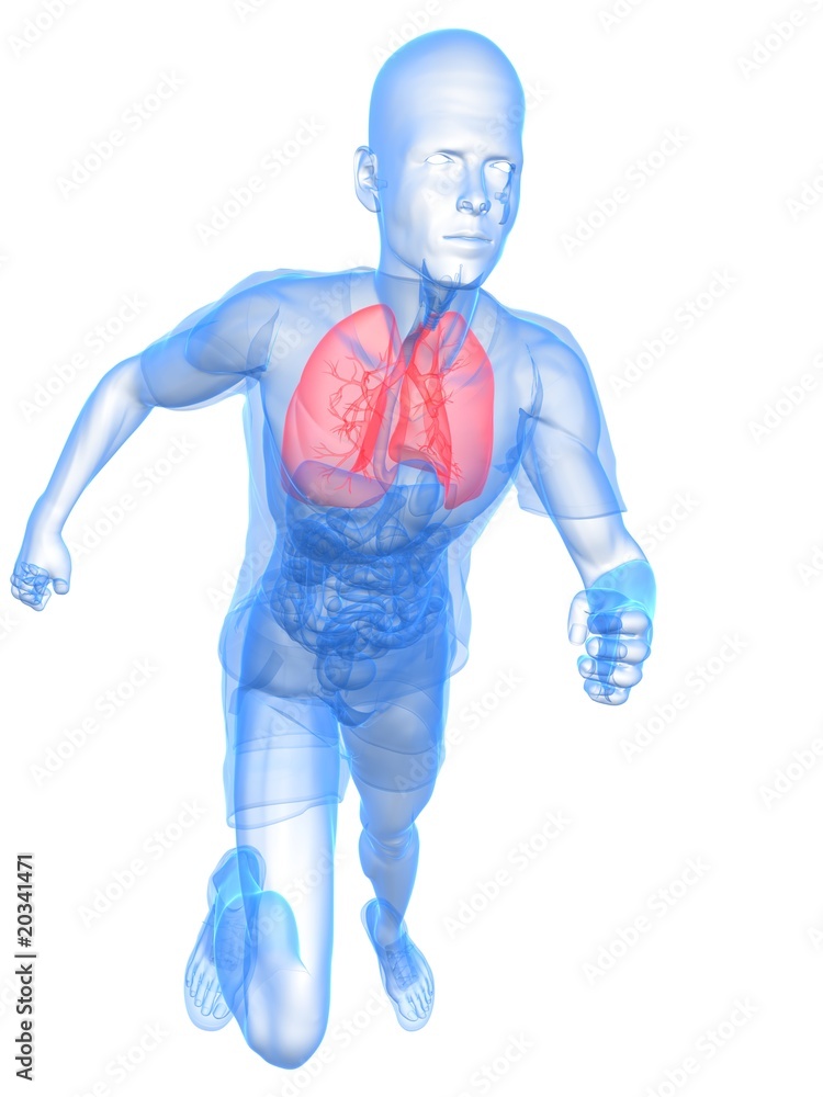 transparenter rennender Mann mit rot markierter Lunge transparenter rennender Mann mit rot markierter Lunge