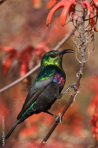Marico Sunbird