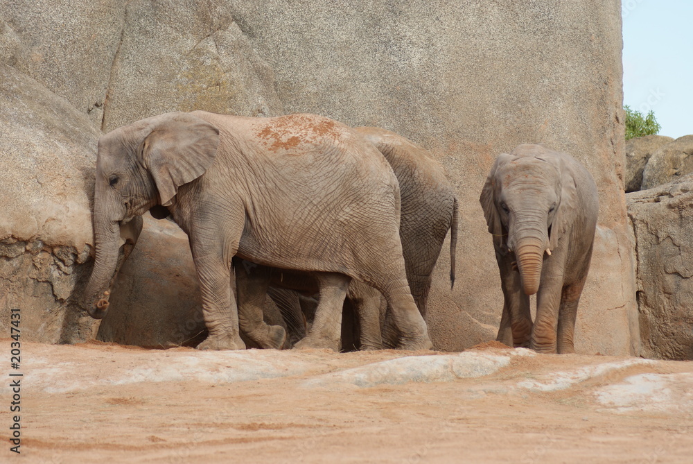 Fototapeta premium African Elephant Herd
