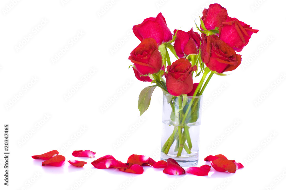roses with white background