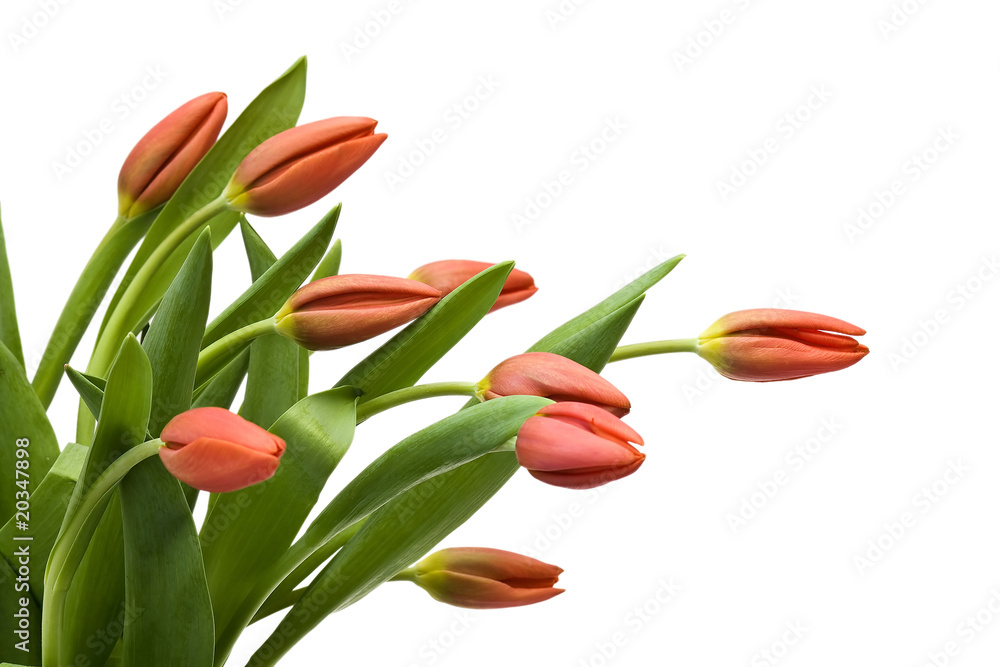 Naklejka premium red tulips