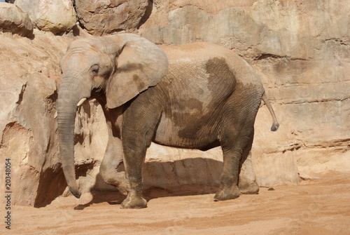 African Elephant photo