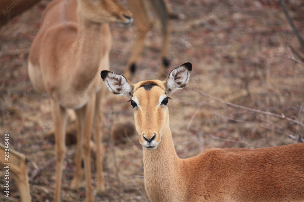 Impala femelle 2